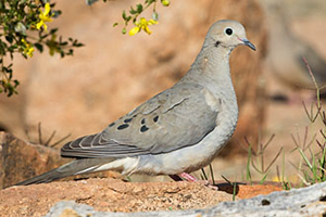 photo of Mourning Dove on ground